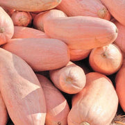 Pink Banana Type Candy Roaster Squash Seeds - Vegetable Plant