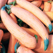 Pink Banana Type Candy Roaster Squash Seeds - Vegetable Plant
