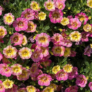 Pink Calibrachoa Seeds - Flower Plant