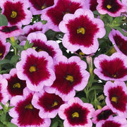 Pink Calibrachoa Seeds