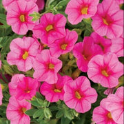 Pink Calibrachoa Seeds - Flower Plant