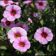 Pink Calibrachoa Seeds - Flower Plant