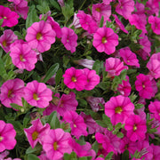 Pink Calibrachoa Seeds - Flower Plant