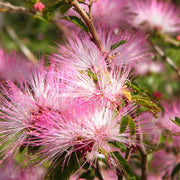 Pink Calliandra Eriophylla Plant Seeds - Flower Plant