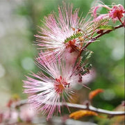 Pink Calliandra Eriophylla Plant Seeds - Flower Plant