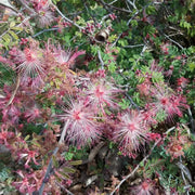 Pink Calliandra Eriophylla Plant Seeds - Flower Plant