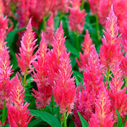 Pink Celosia Caracas Seeds