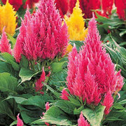 Pink Celosia Caracas Seeds