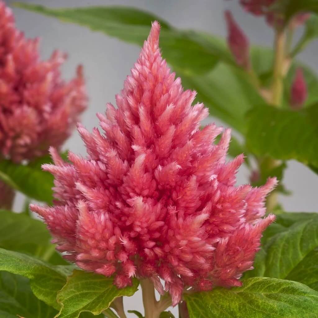 Pink Celosia Caracas Seeds