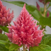 Pink Celosia Caracas Seeds