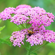 Yarrow Seeds, Achillea millefolium Flower Seeds
