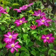 Pink Champagne Clematis Seeds