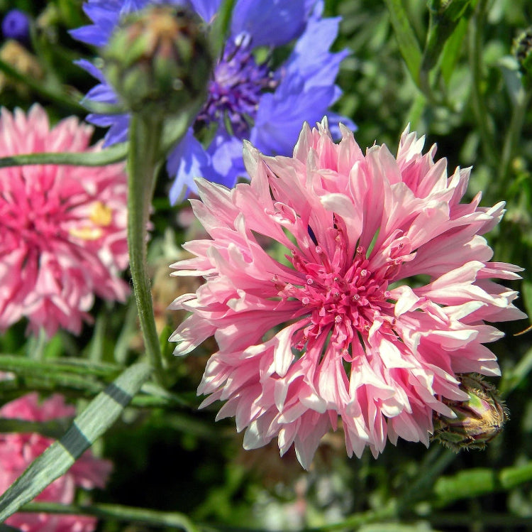 Pink Charm Bachelor Buttons Seeds