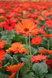 Gerbera Daisy Seeds – Gerbera jamesonii