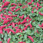 Pink Chenille Acalypha Seeds
