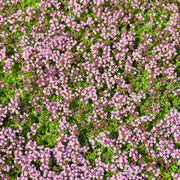 Pink Chintz Thyme Seeds - Flower Plant