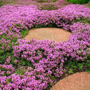 Pink Chintz Thyme Seeds - Flower Plant