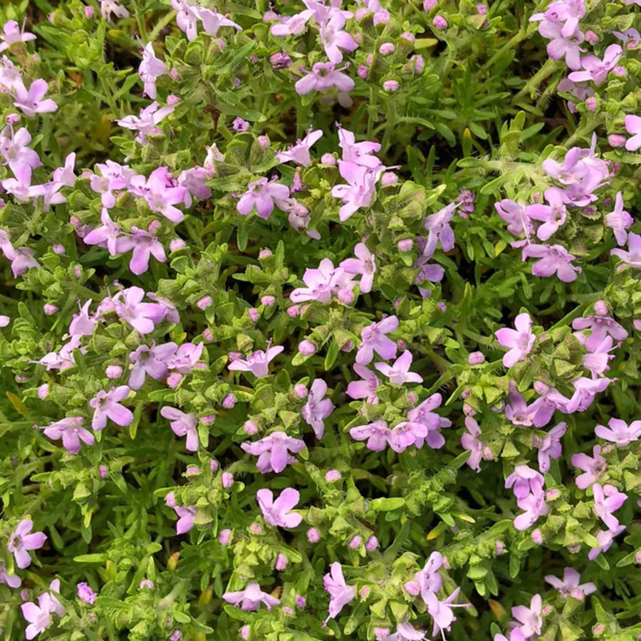 Pink Chintz Thyme Seeds