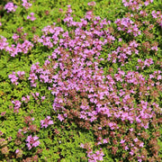 Pink Chintz Thyme Seeds - Flower Plant