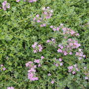 Pink Chintz Thyme Seeds