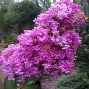 Pink Crepe Myrtle Seeds