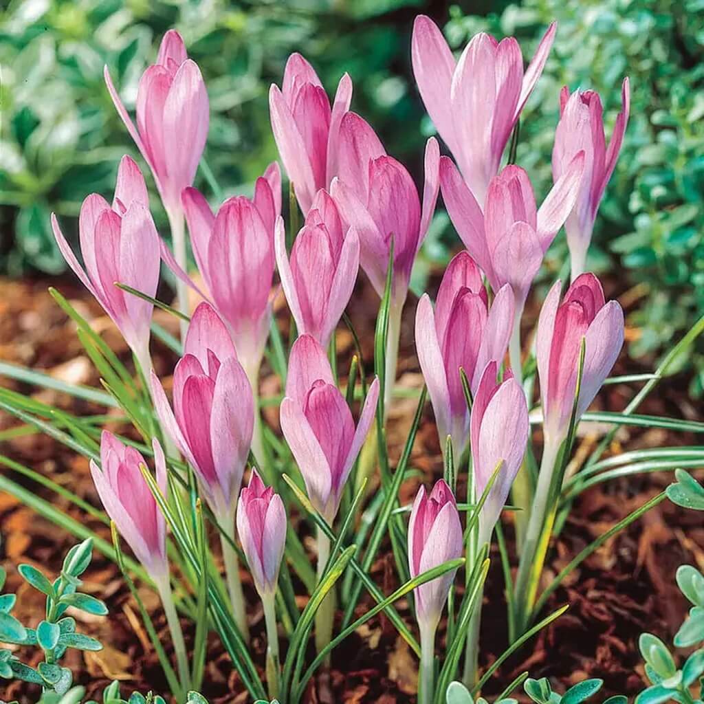 Pink Crocus Seeds