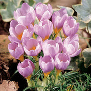 Pink Crocus Seeds