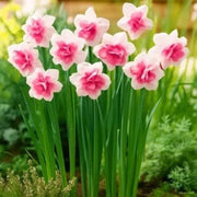 Pink Daffodils Seeds - Flower Plant