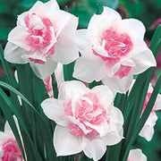 Pink Daffodils Seeds - Flower Plant