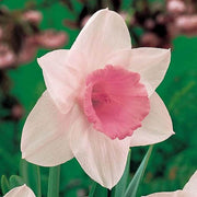 Pink Daffodils Seeds - Flower Plant
