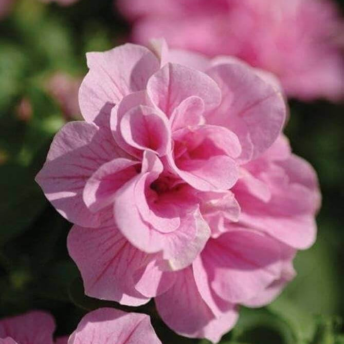 Pink Double Petals Daffodils Seeds - Flower Plant