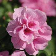 Pink Double Petals Daffodils Seeds - Flower Plant