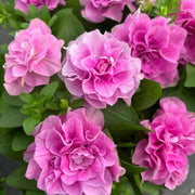 Pink Double Petals Daffodils Seeds - Flower Plant