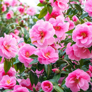 Pink Double Petals Daffodils Seeds - Flower Plant