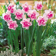 Pink Double Petals Narcissus Daffodil Seeds - Flower Plant