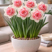 Pink Double Petals Narcissus Daffodil Seeds - Flower Plant