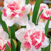 Pink Double Petals Narcissus Daffodil Seeds - Flower Plant