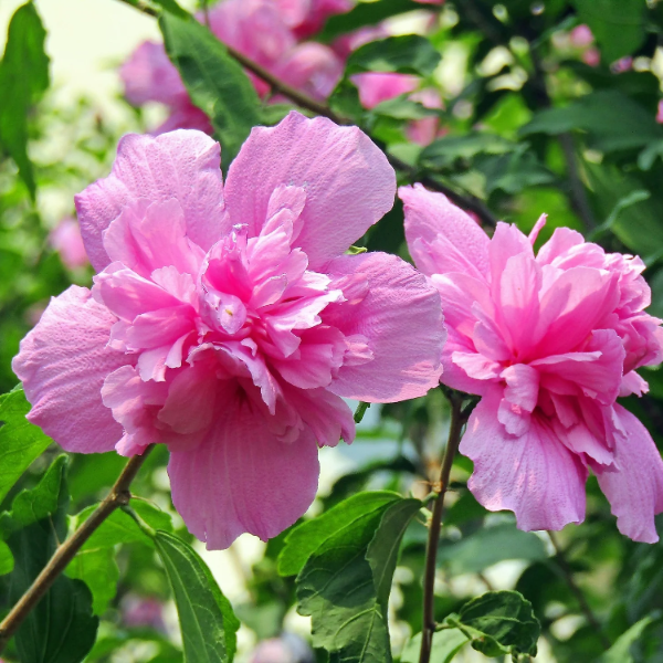 Pink Double Rose of Sharon Seeds