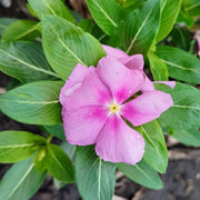 Vinca Seeds, Catharanthus roseus Flower Seeds