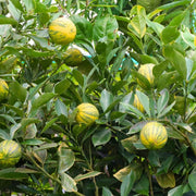 Citrus Pink Eureka Lemon Seeds