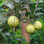 Citrus Pink Eureka Lemon Seeds