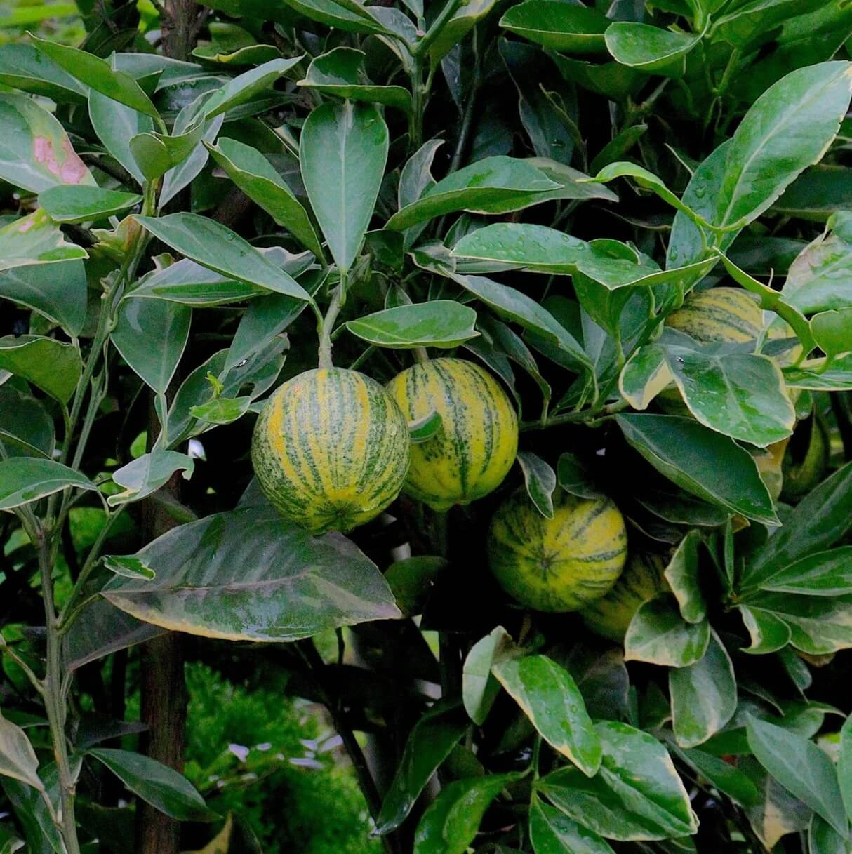 Citrus Pink Eureka Lemon Seeds