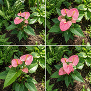 Pink Exotic bloom anthurium Seeds