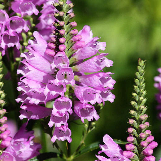 Pink False Dragonhead Seeds