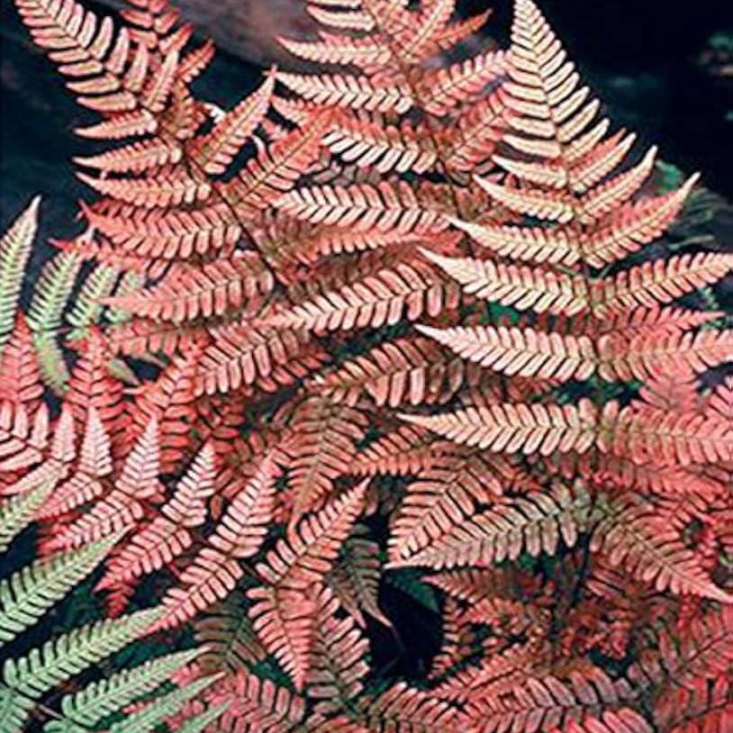 Pink Fern Seeds - Flower Plant