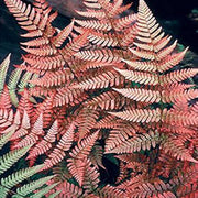Pink Fern Seeds - Flower Plant