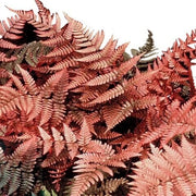 Pink Fern Seeds - Flower Plant