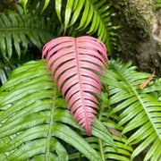 Pink Fern Seeds - Flower Plant
