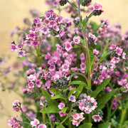 Forget Me Not Seeds – Myosotis sylvatica