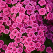 Pink Fringed Dianthus Seeds